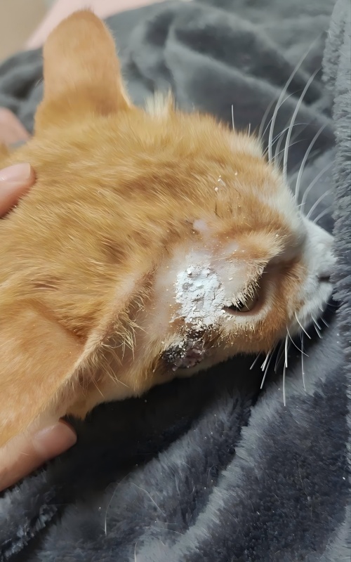 Vetmedix Case Sharing丨Апликативен случај на високо-енергетска ласерска терапија во лекување на улцерации на кожата