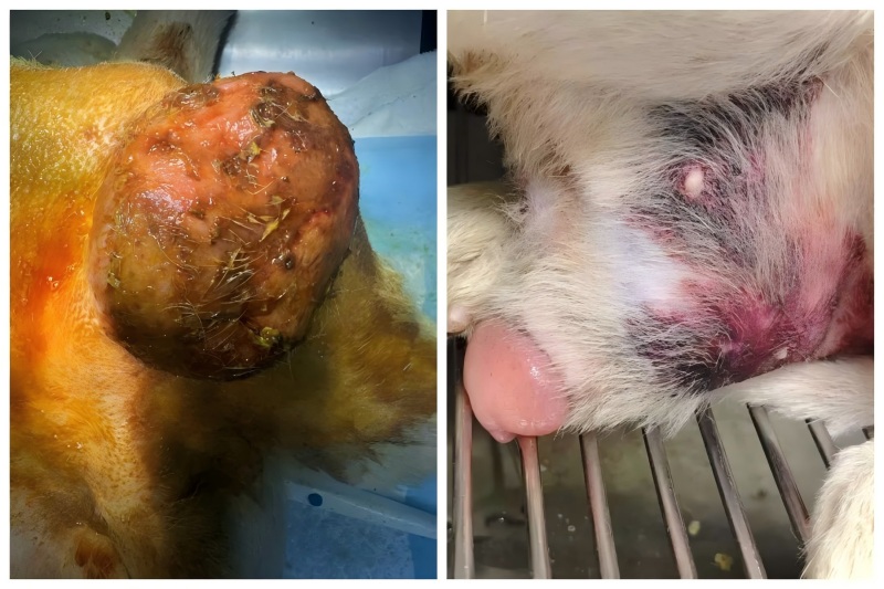 Vetmedix Case Sharing 丨 Примена на високо-енергетска ласерска терапија во лекувањето на проширување на простатата