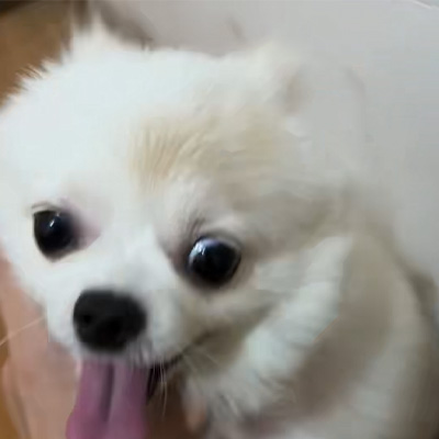 Vetmedix Case Sharing丨Апликативен случај на високоенергетски ласер во лекување на кучешки рингворм