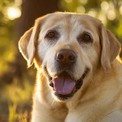 VetMedix Case Sharing丨Апликативен случај на високо-енергетска ласерска терапија во третман на постоперативни нелекувани перианални тумори